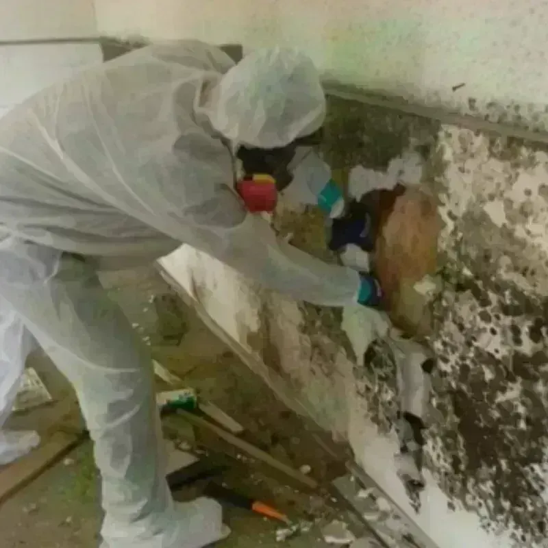 Mold Remediation and Removal in Pearl, MS